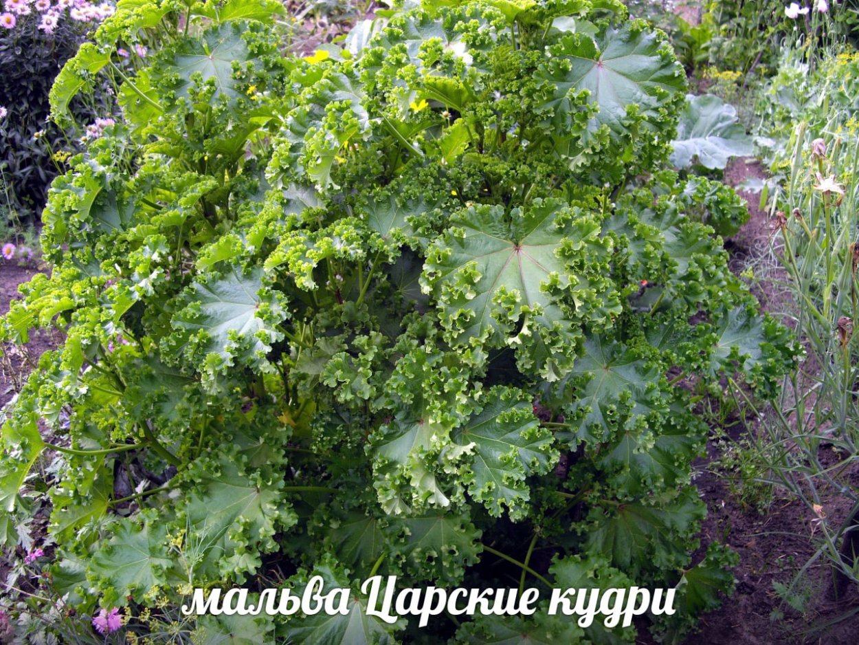 Malva crispa просвирник кудрявый