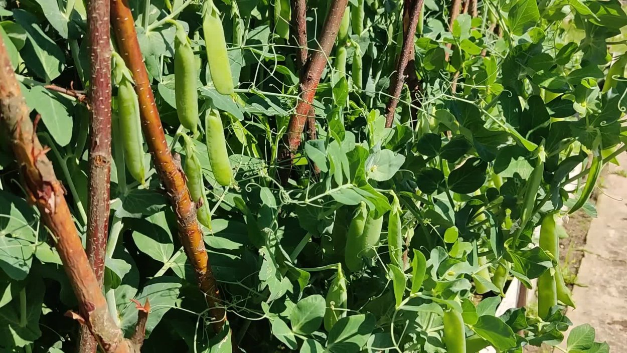 На чём растёт горох