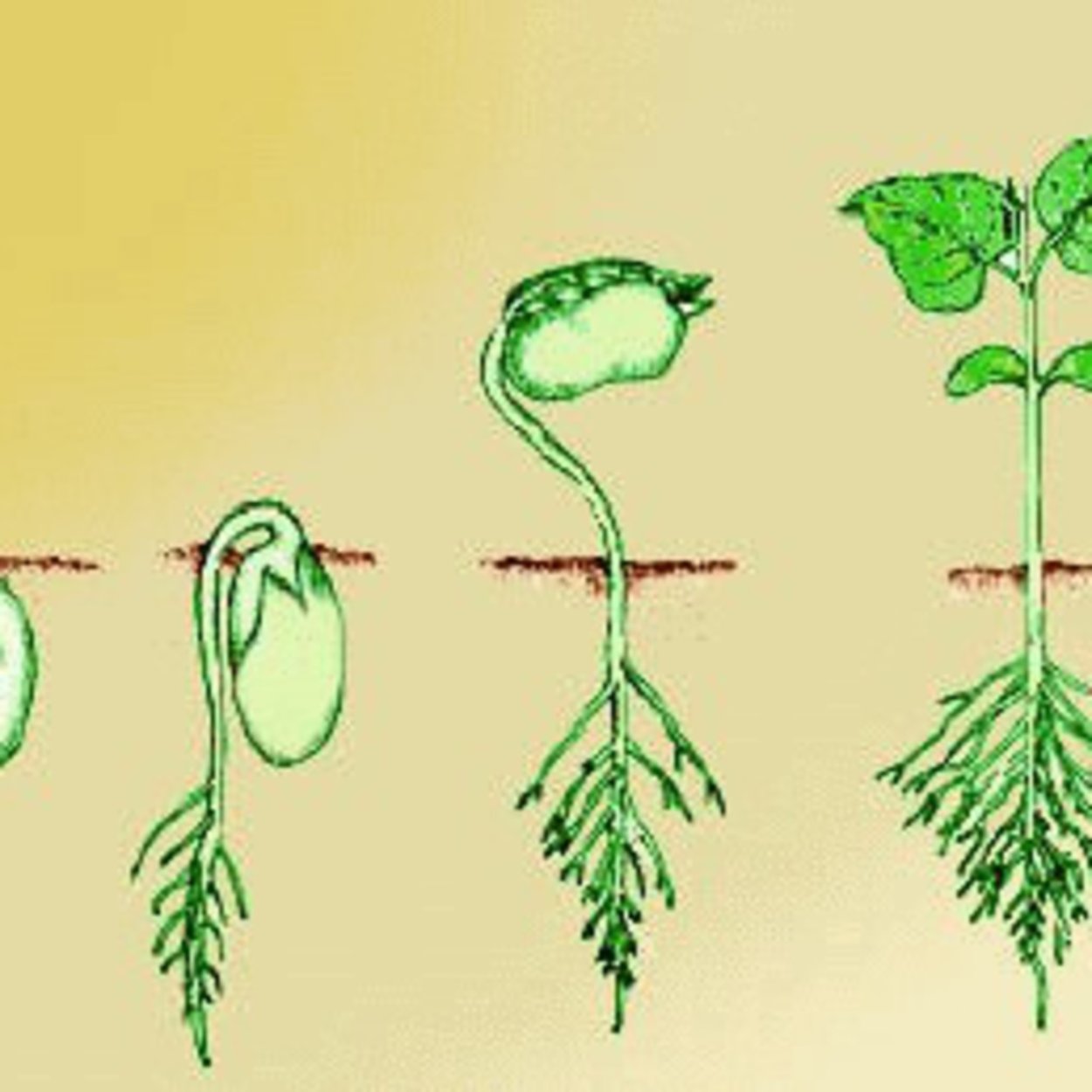 Развитие проростка из семени