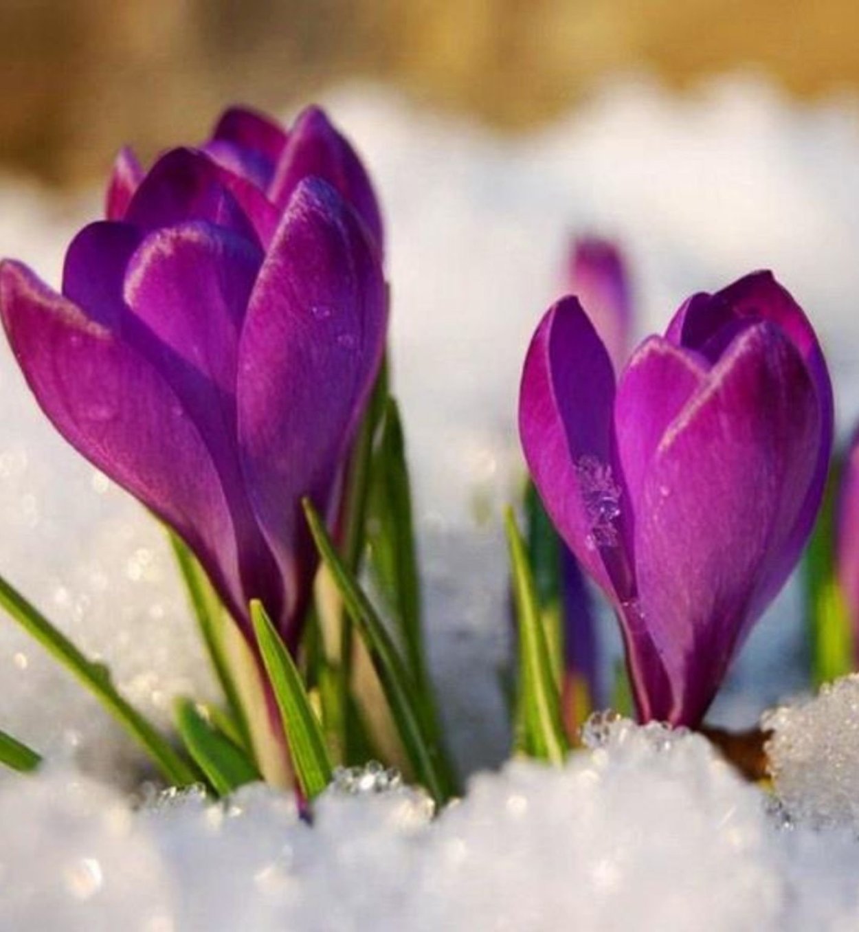 Крокусы в снегу
