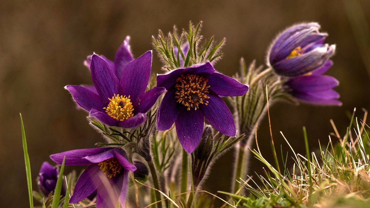 Прострел Луговой