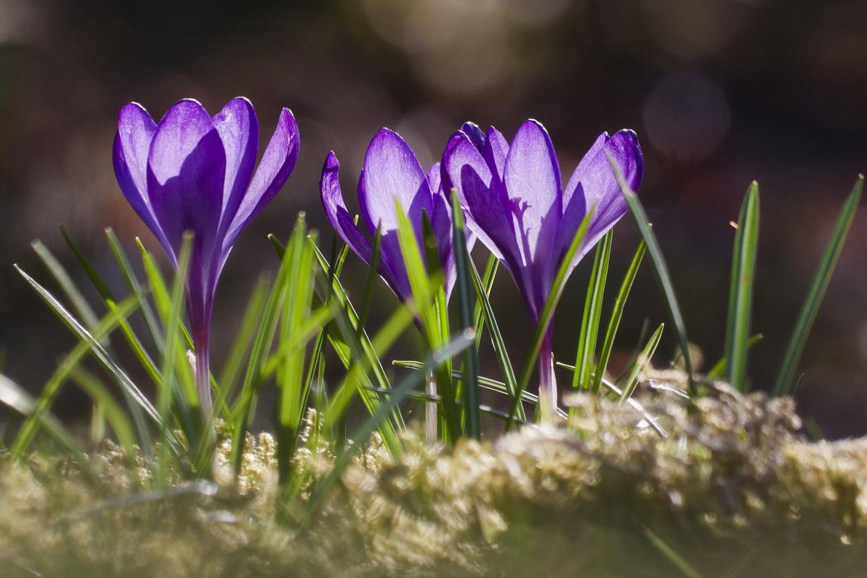 Spring Crocus цветок
