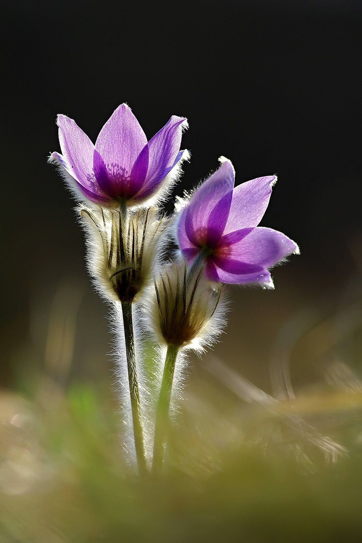 Подснежники сиреневые