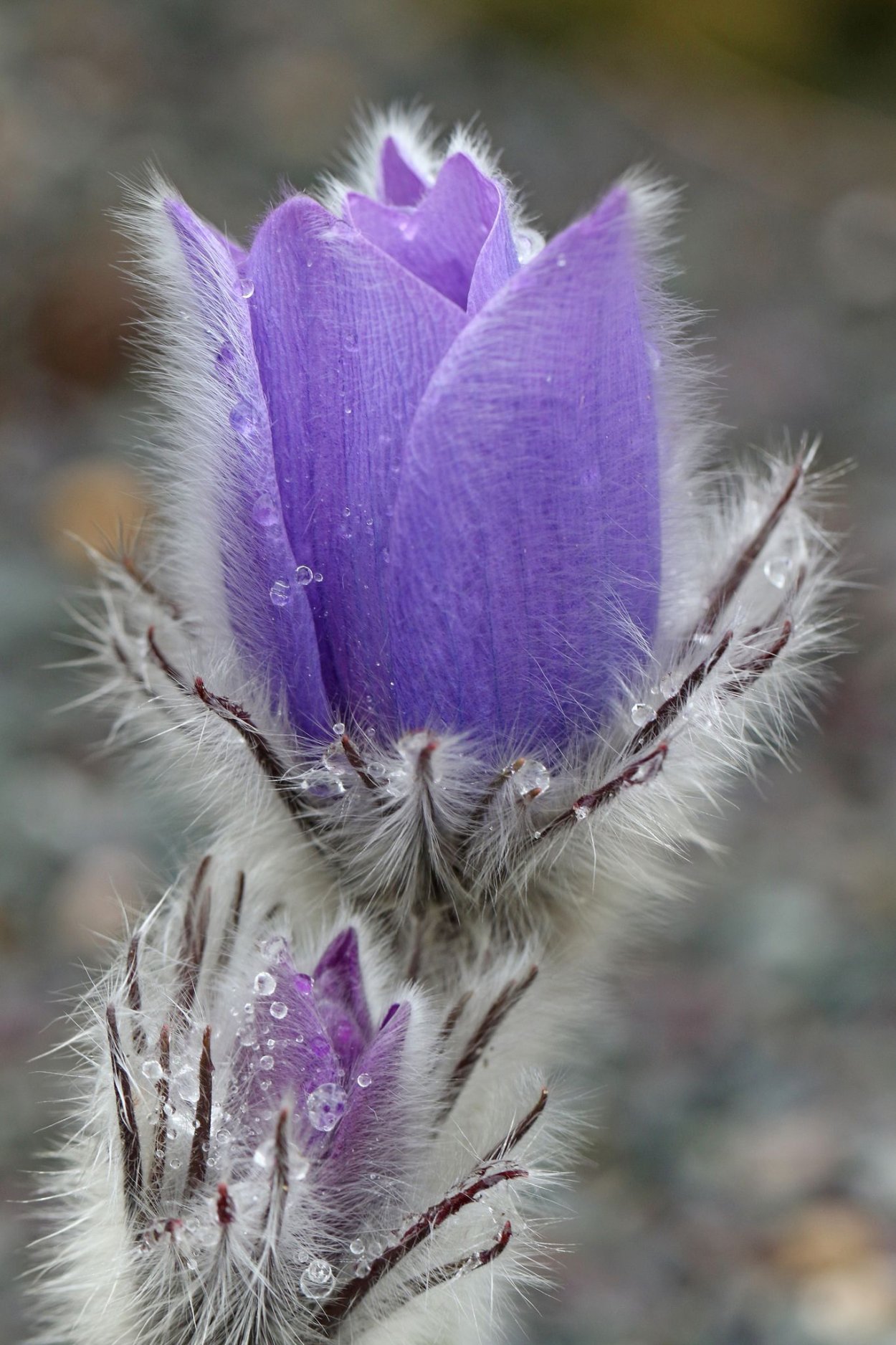 Подснежники пушистые фиолетовые