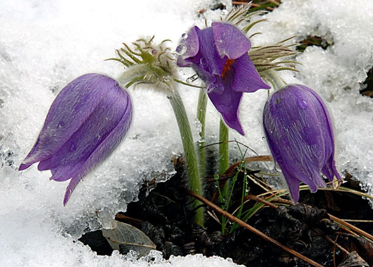 Сибирские Лесные подснежники