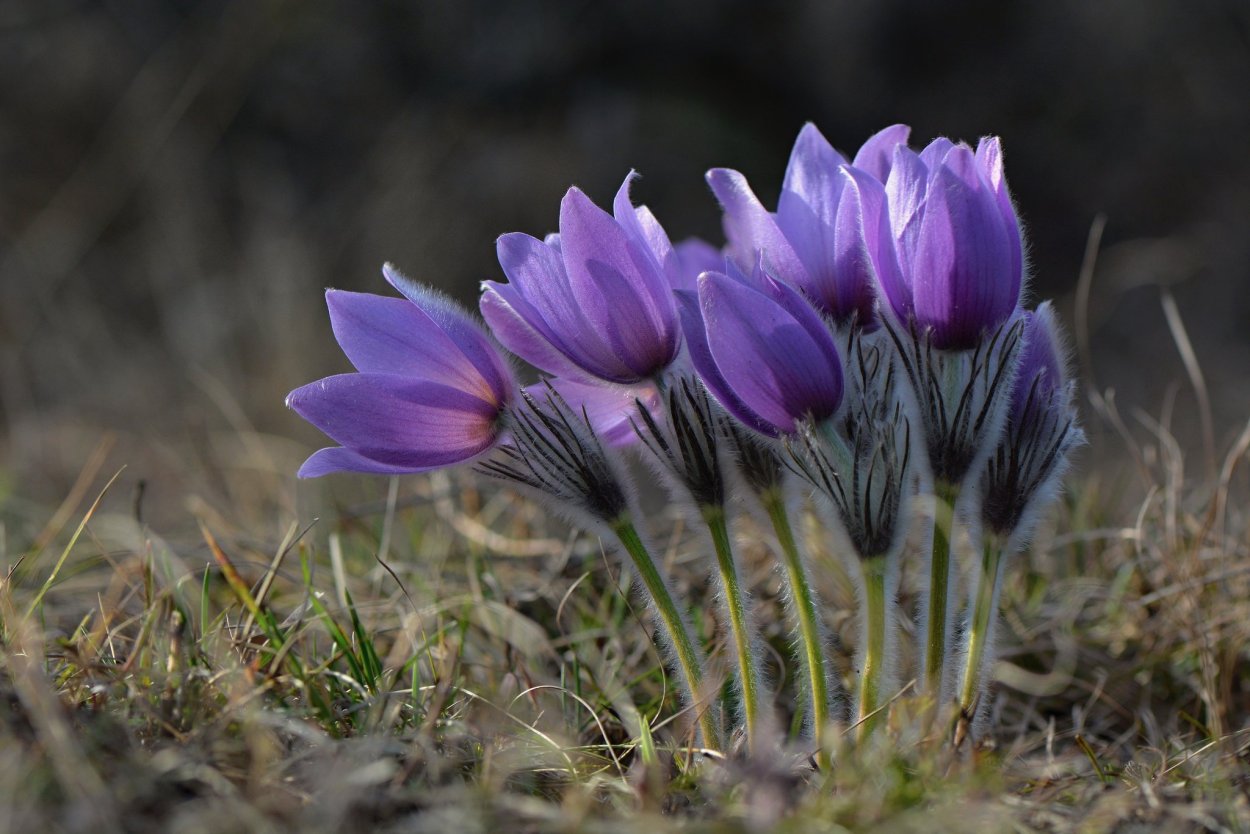 Подснежник Сибирский прострел