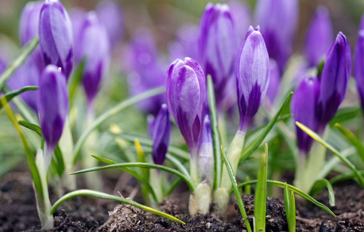 Весенние первоцветы крокусы