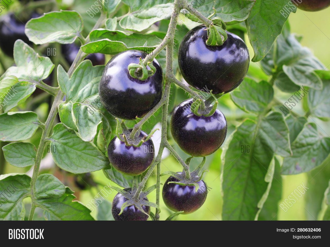 Томат черные на ветке