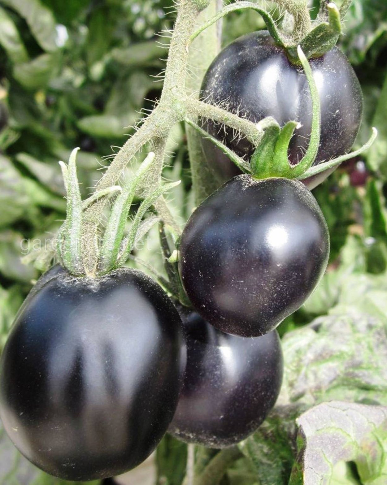 Томат галакси ф1