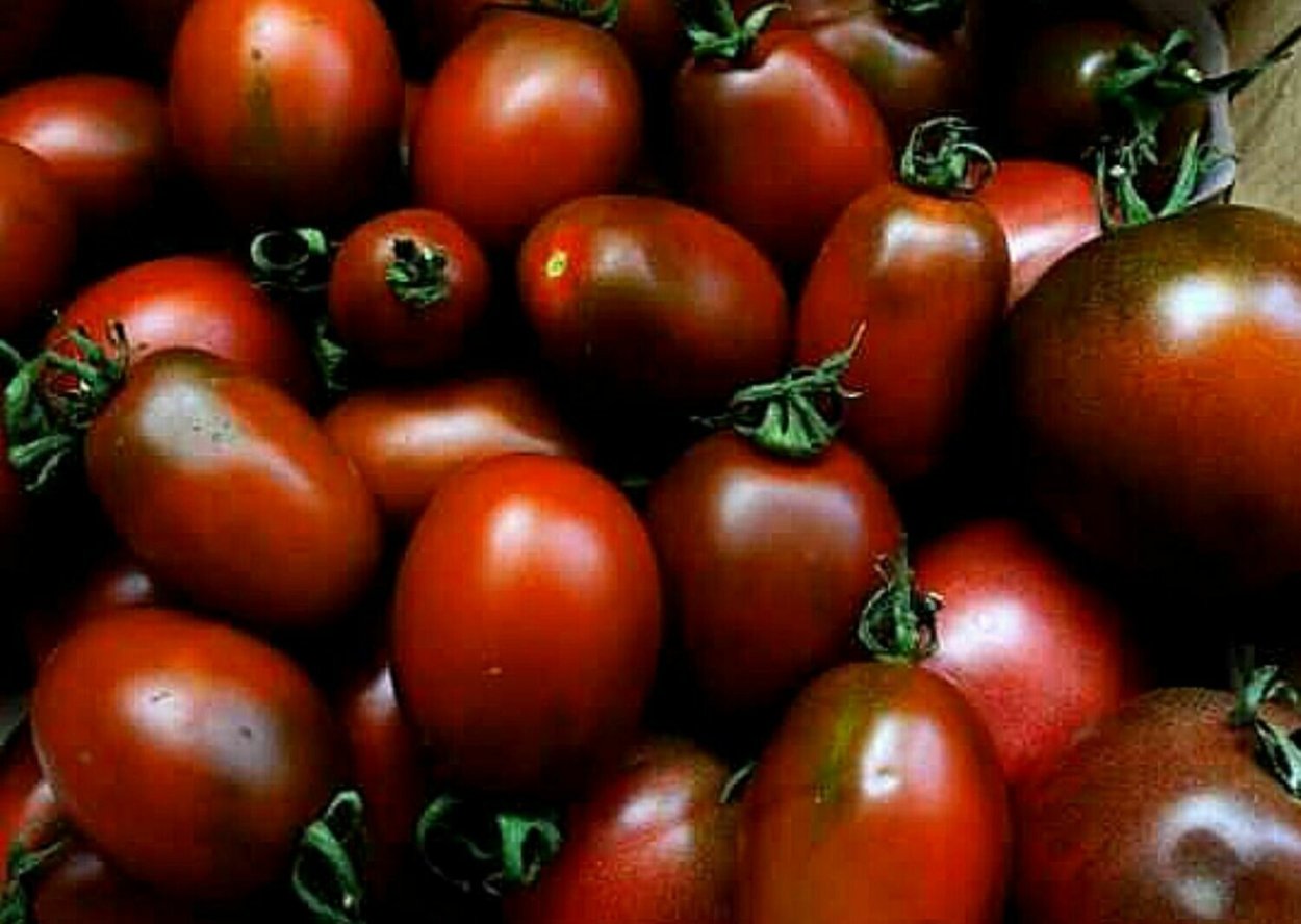 Сорт помидор черный мавр