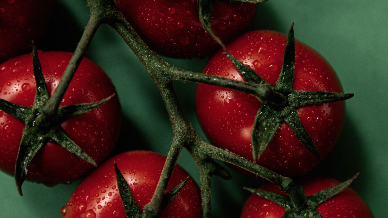 Помидоры на ветке