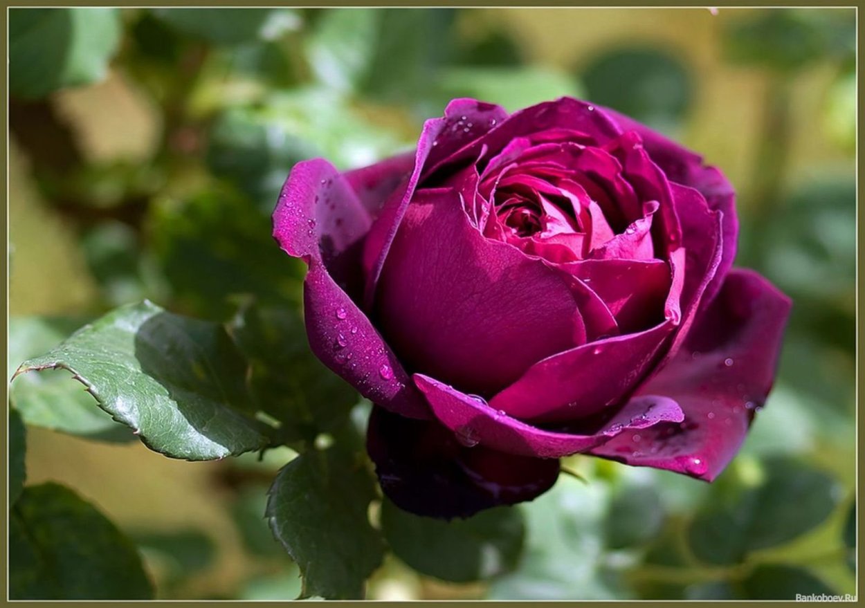 Розы красивые необычные