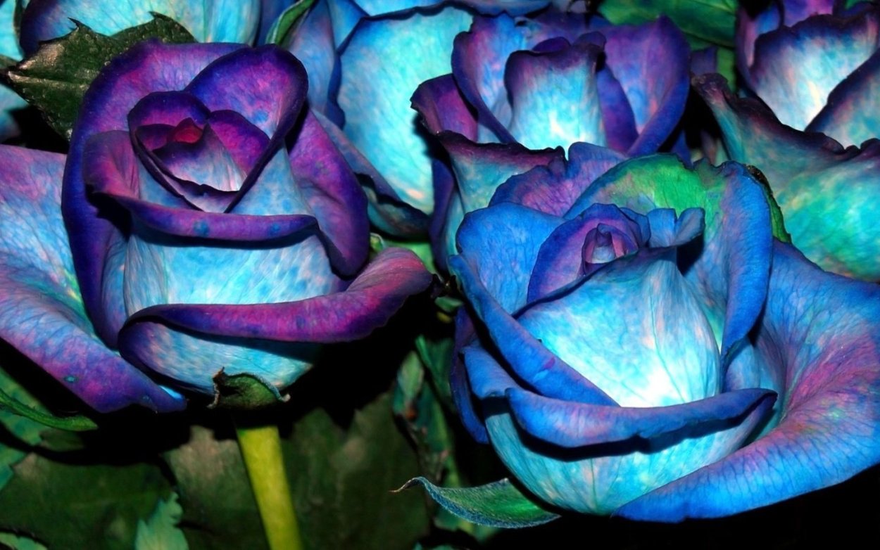 ГМ-сорт розы «Applause»