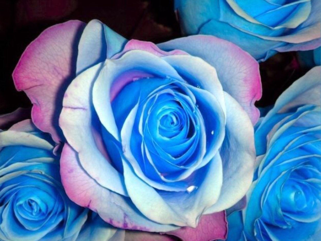 Роза Пасифик оушен