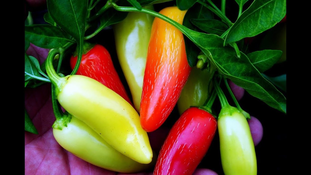 Острый перец Jalapeno White