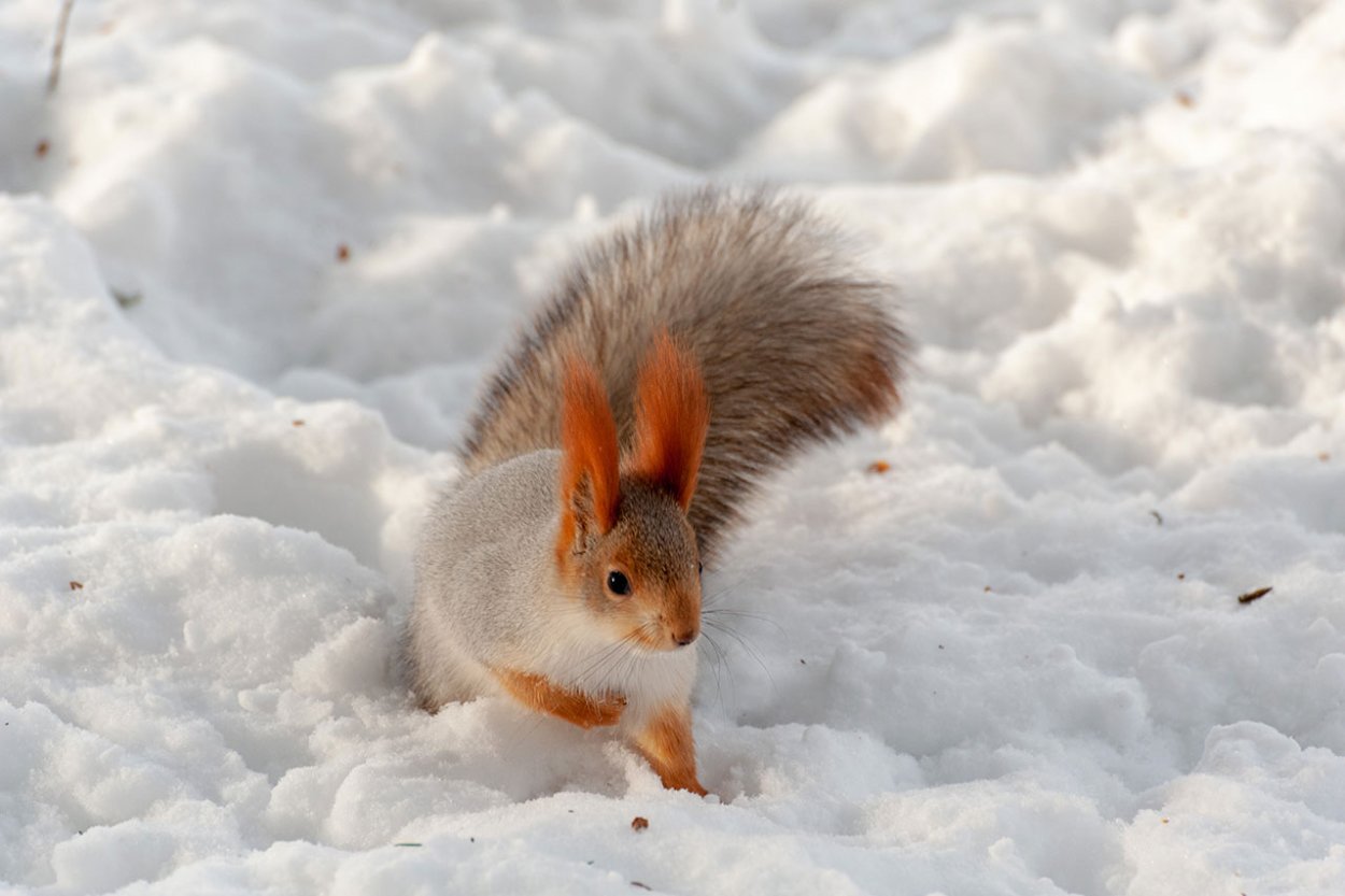 Новосибирские белки