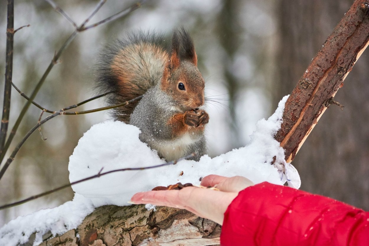Белка в зимнем парке