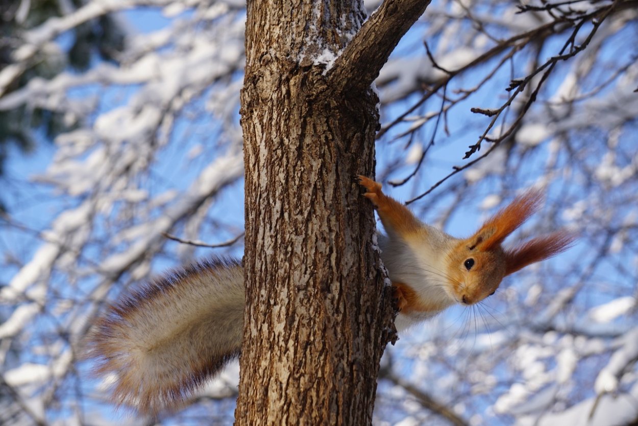 Сейчас белки