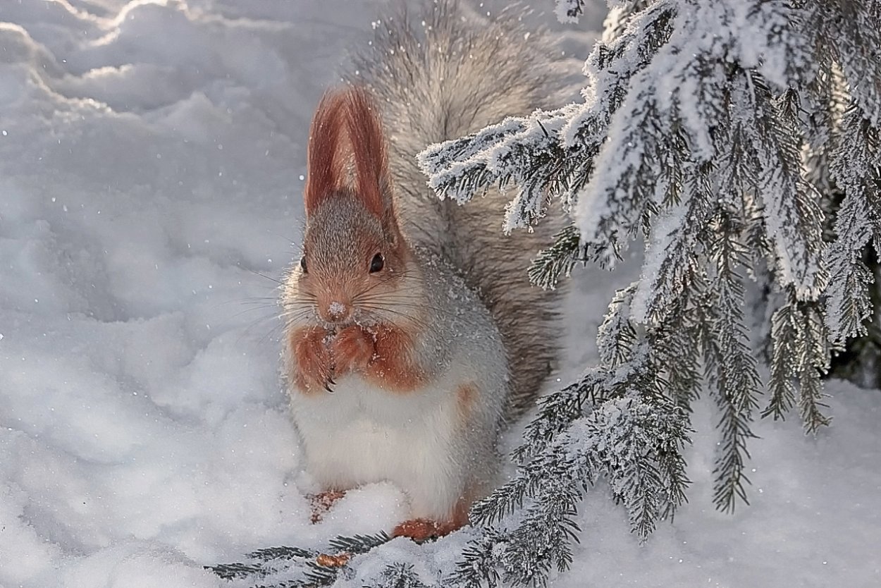 Зимняя белка