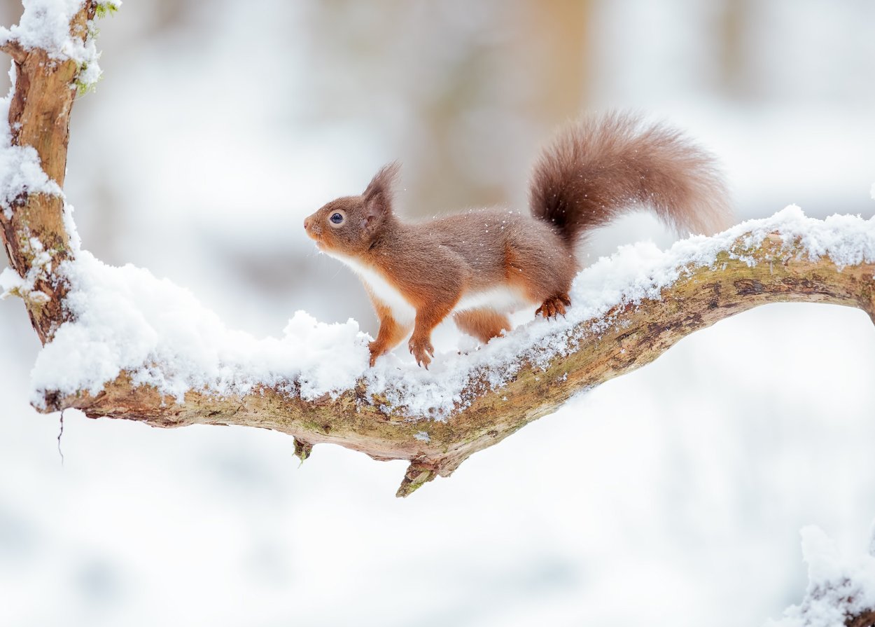Снежная белка