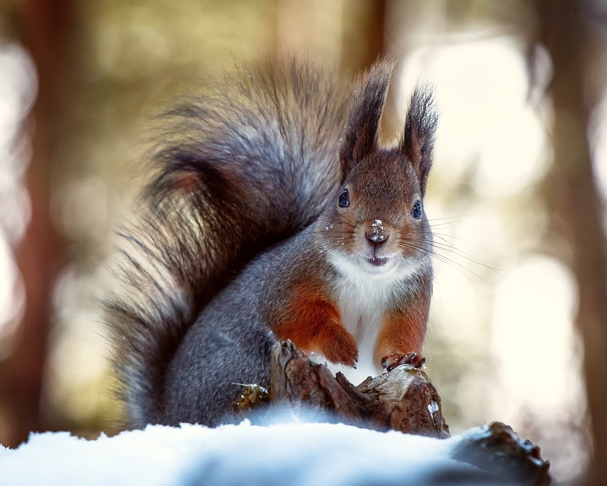 Звери зимой