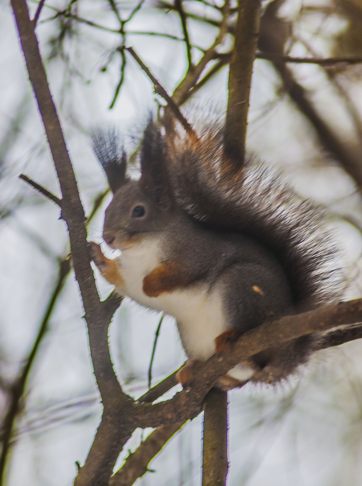 Белки зимой серые