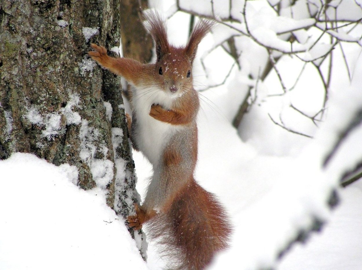 Белка в Снежном лесу