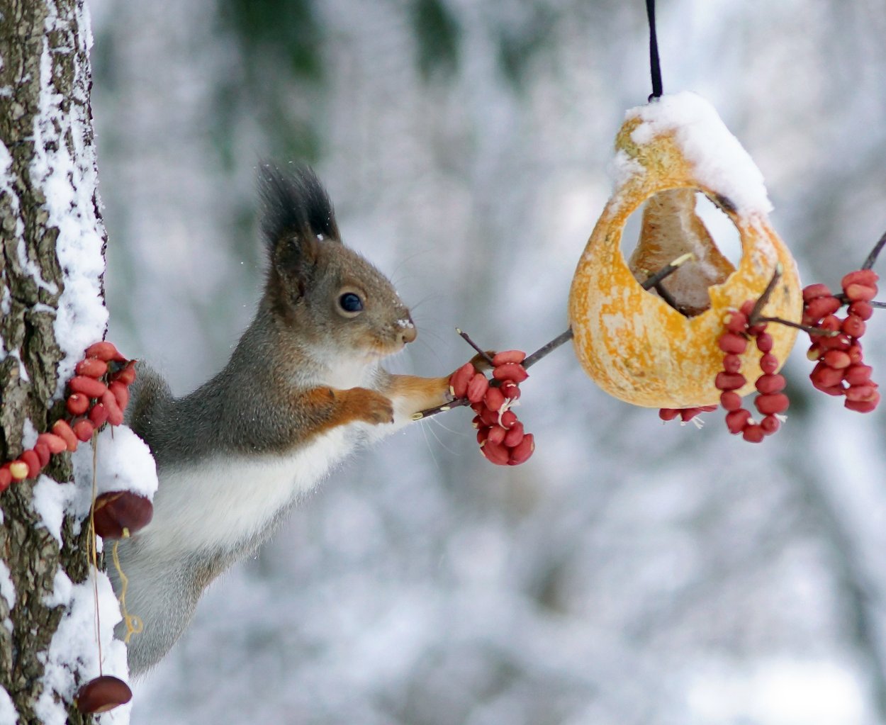 Белочка в зимнем лесу