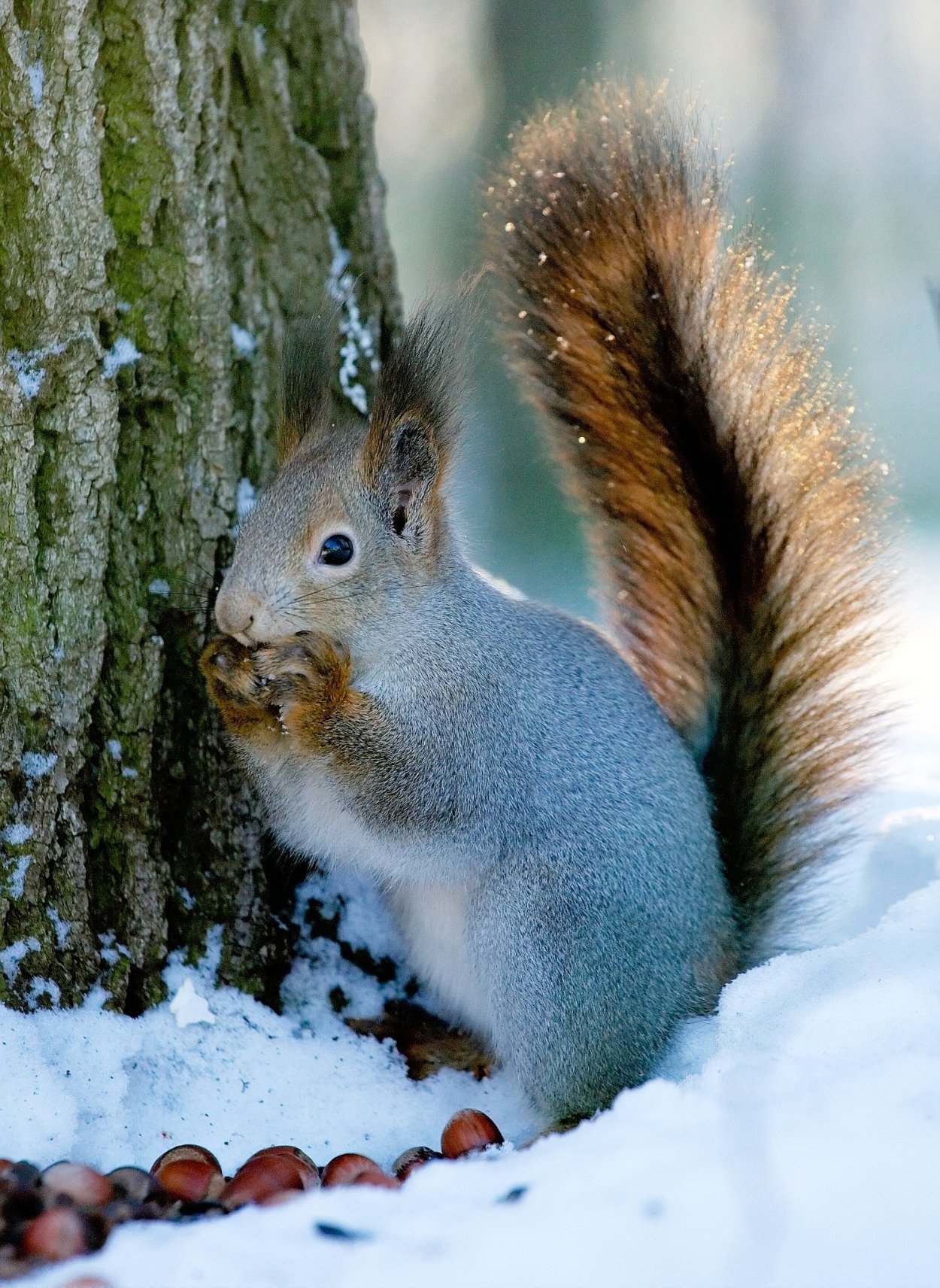 Животные на з