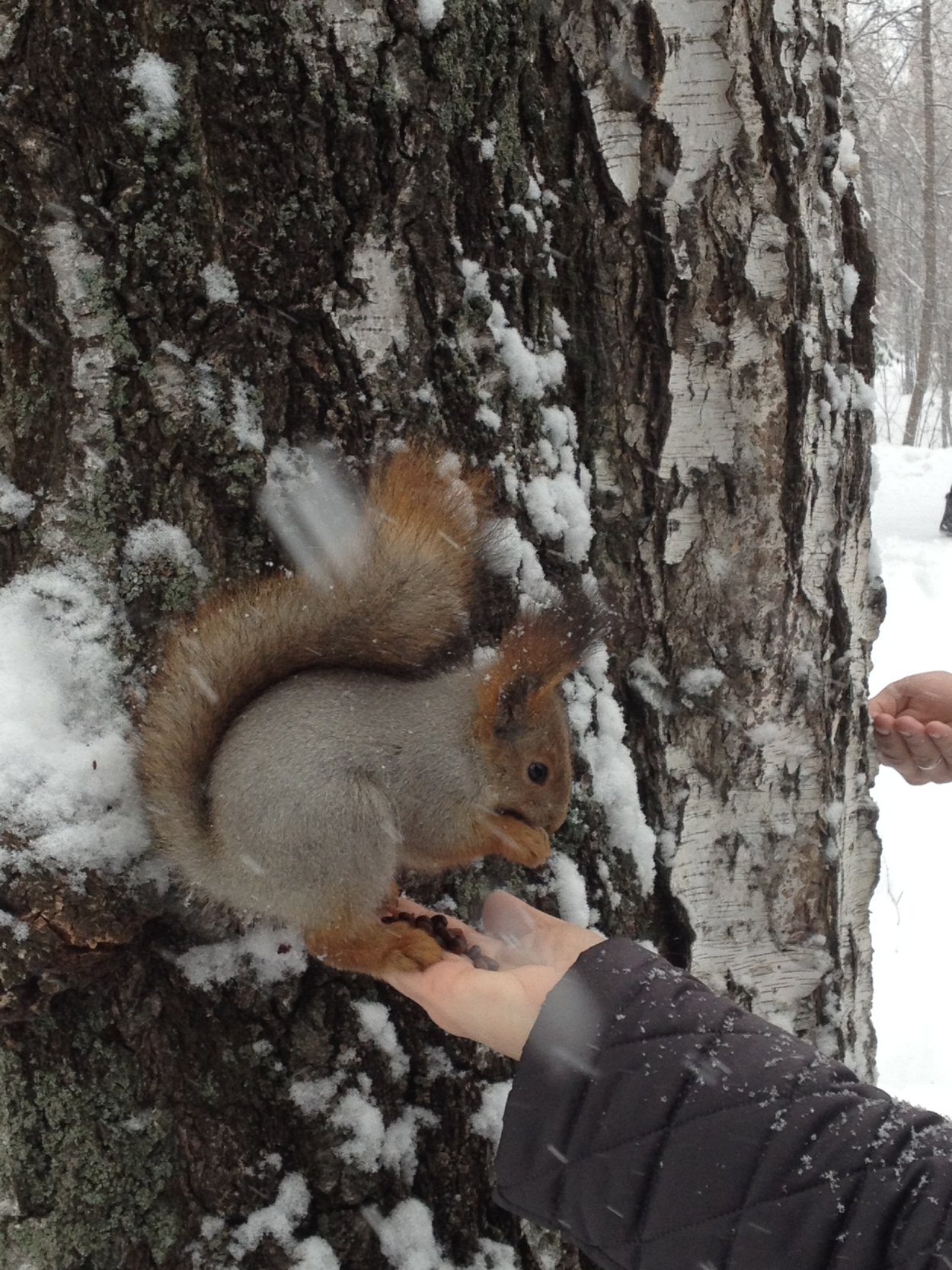 Парк лесоводов с белкой зимой