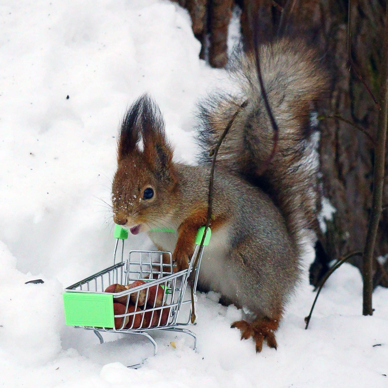 Зимняя белка