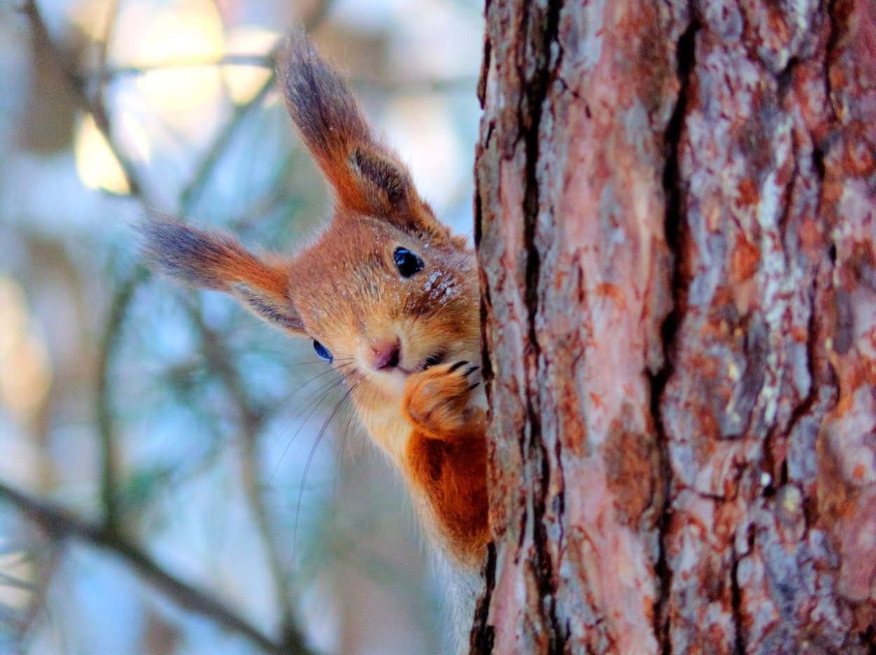 Белка смешная зимой