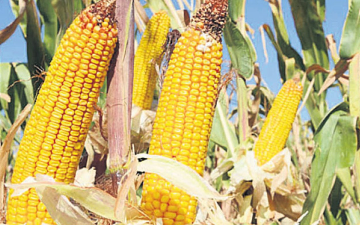 Кукуруза корейский сорт