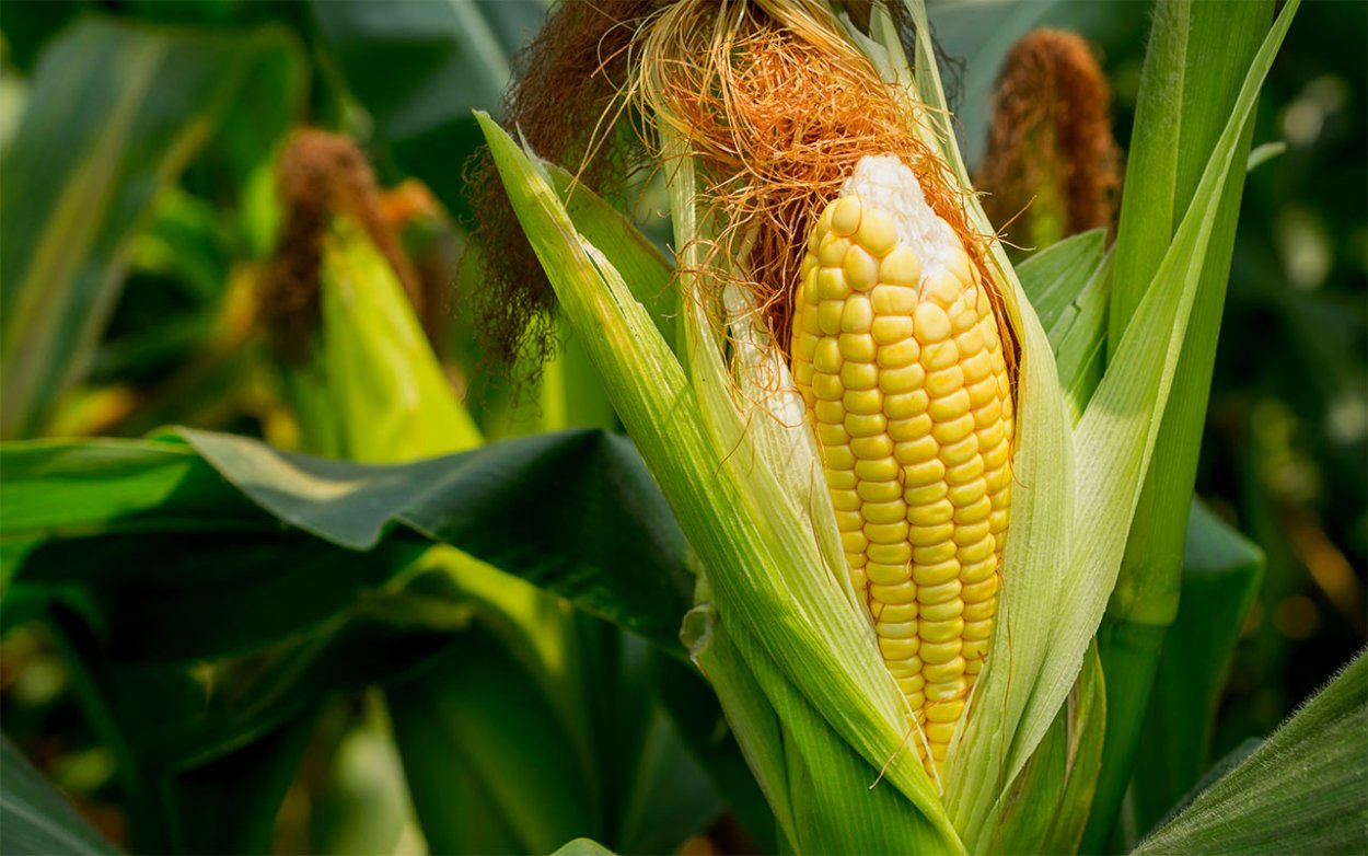 Столбики с рыльцами кукурузы