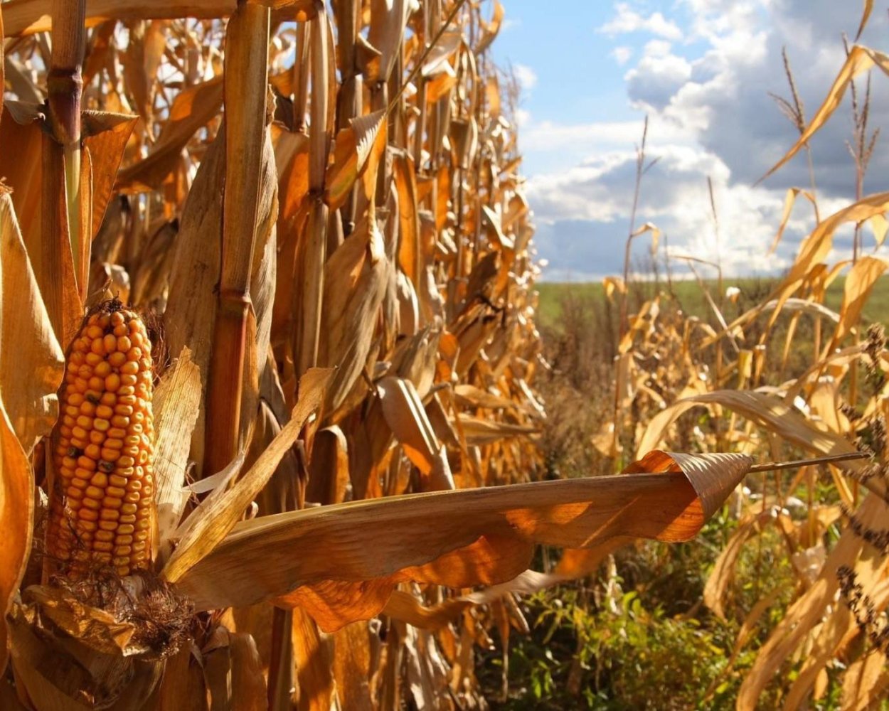 Сельское хозяйство Африки кукурузные поля