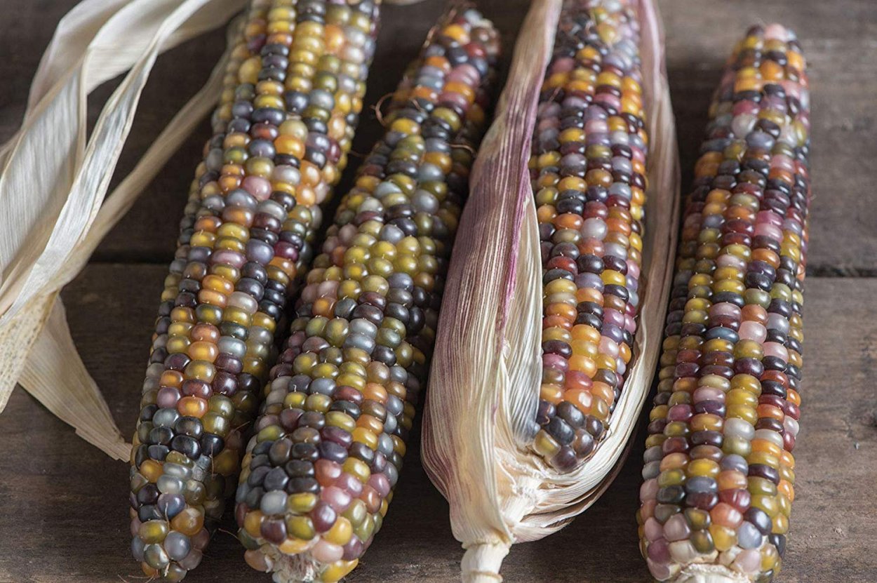 Glass Gem кукуруза