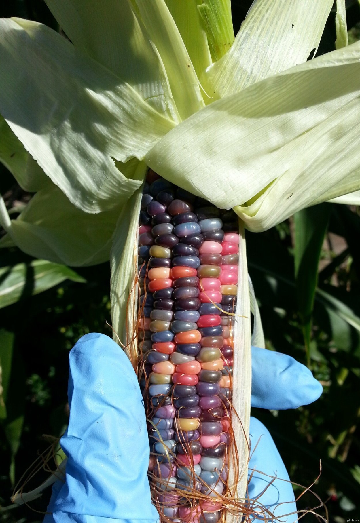 Растение похожее на кукурузу с початком