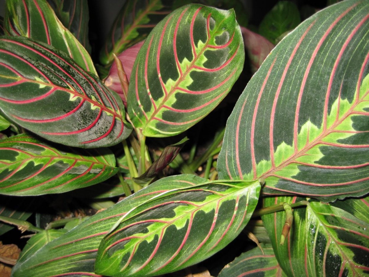 Аглаонема маранта