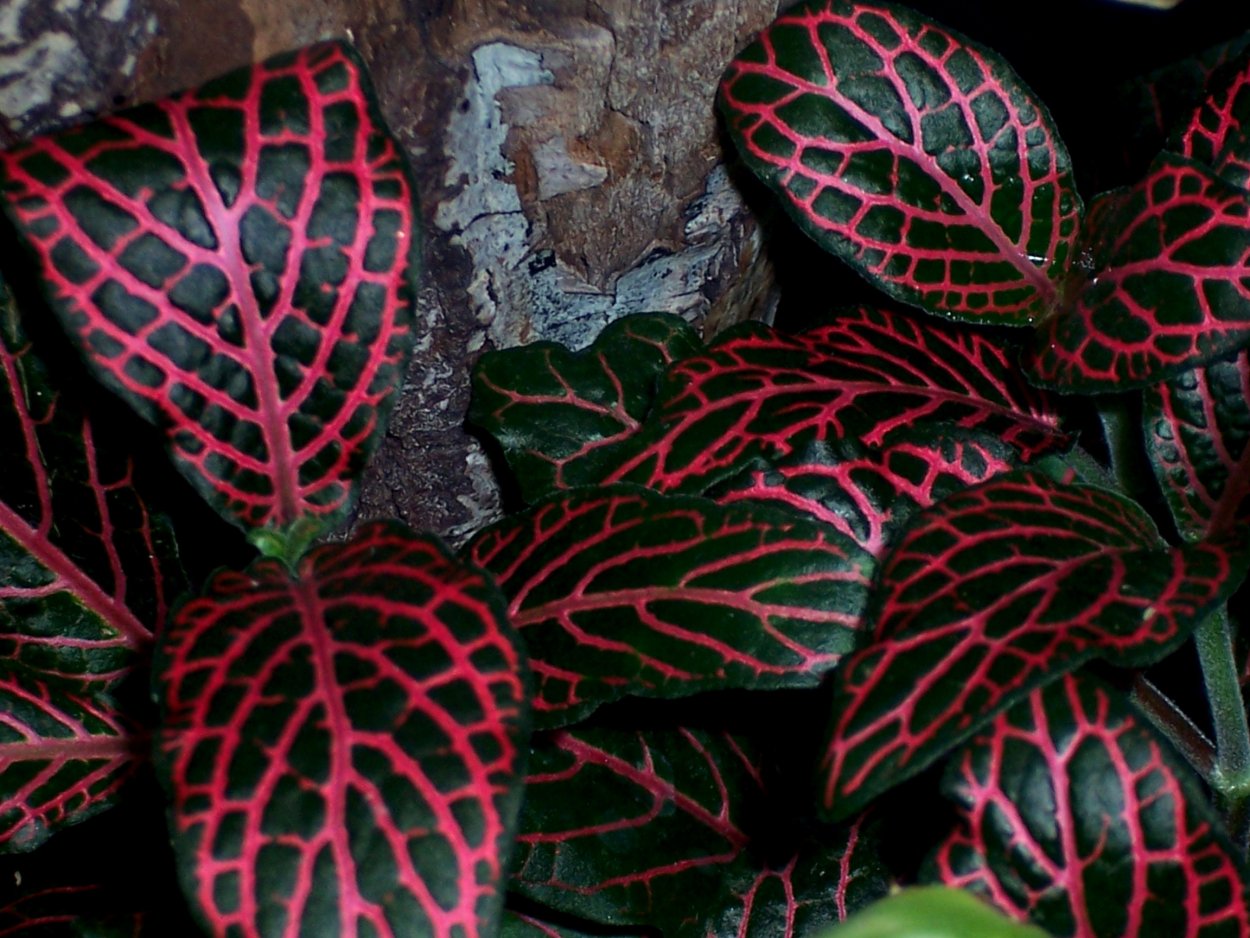 Acanthaceae fittonia