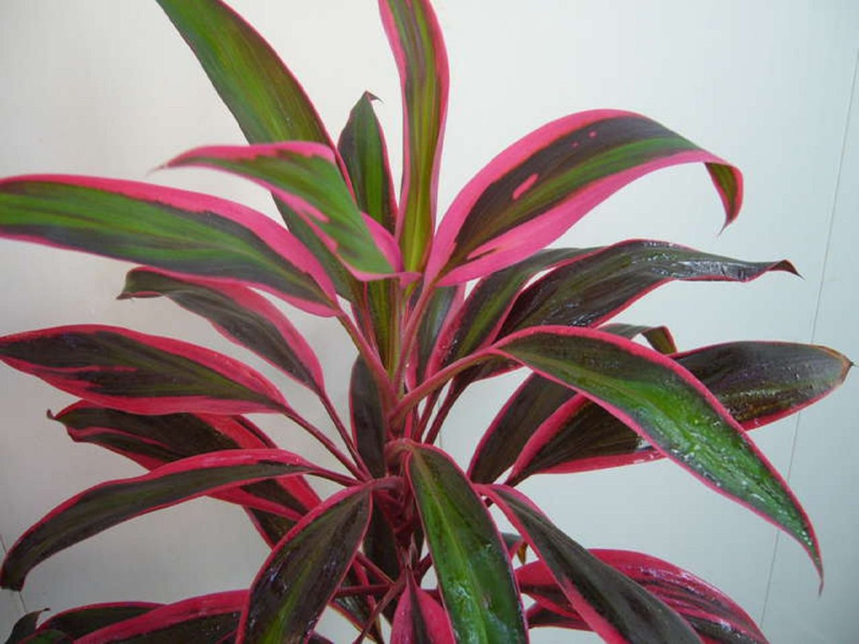 Кордилина кустарниковая