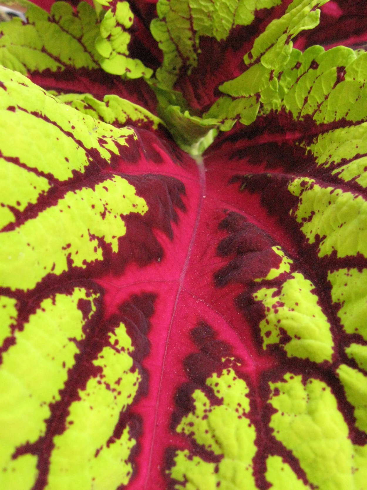 Колеус Red Croton