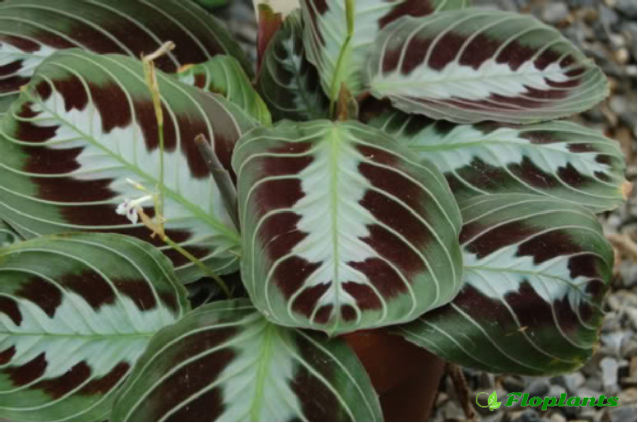 Маранта Блэк