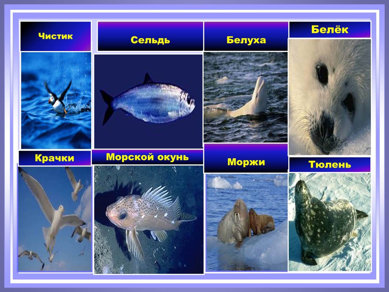 Ледовитые обитатели океана. Обитатели Северного Ледовитого океана список. Обитатели Северного Ледовитого океана животные. Обитатели северных морей и океанов. Органический Мирт Северного Ледовитого океана.