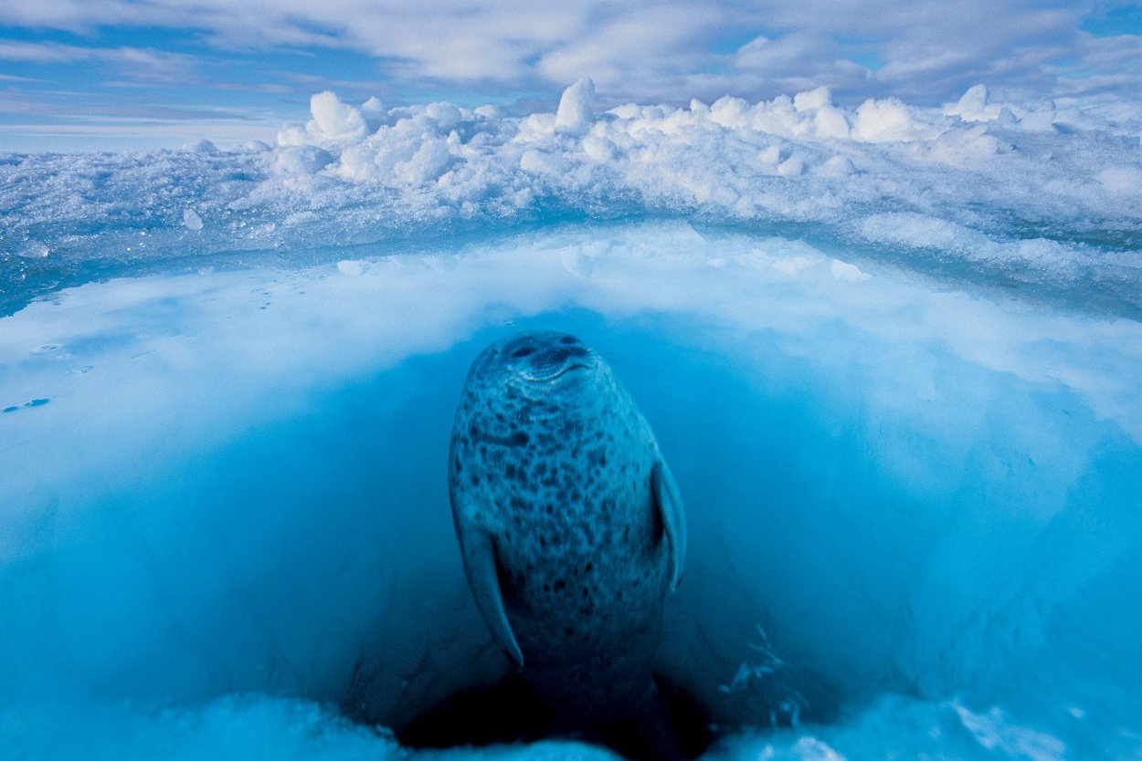 Ледовитый океан дно. Поль Никлен «Полярная одержимость». Пауль Никлен Антарктика. Пол Никлен морской леопард. Пол Никлен фотограф.