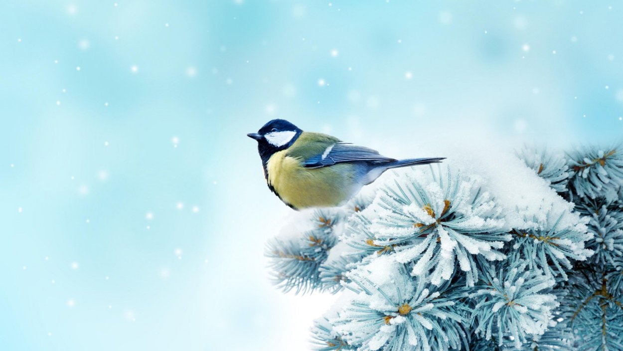 Фон для рабочего стола зима