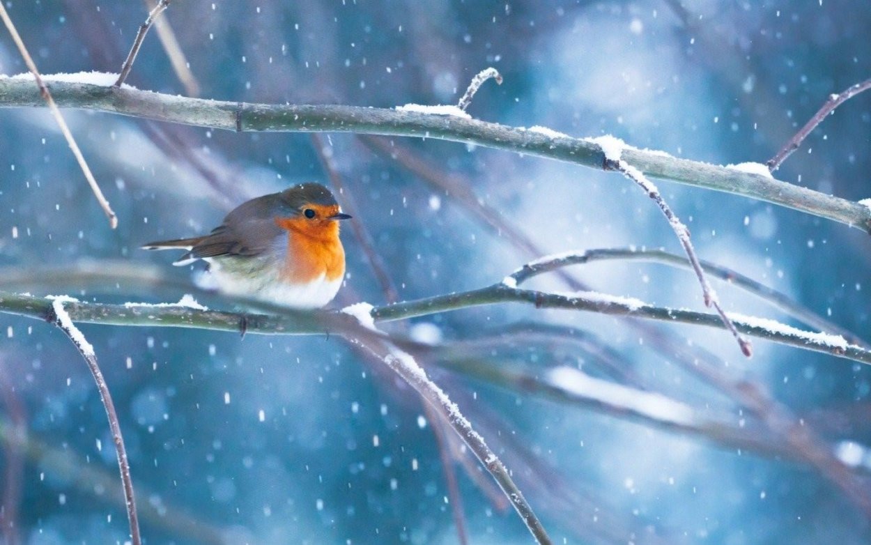 Птица на снежной ветке