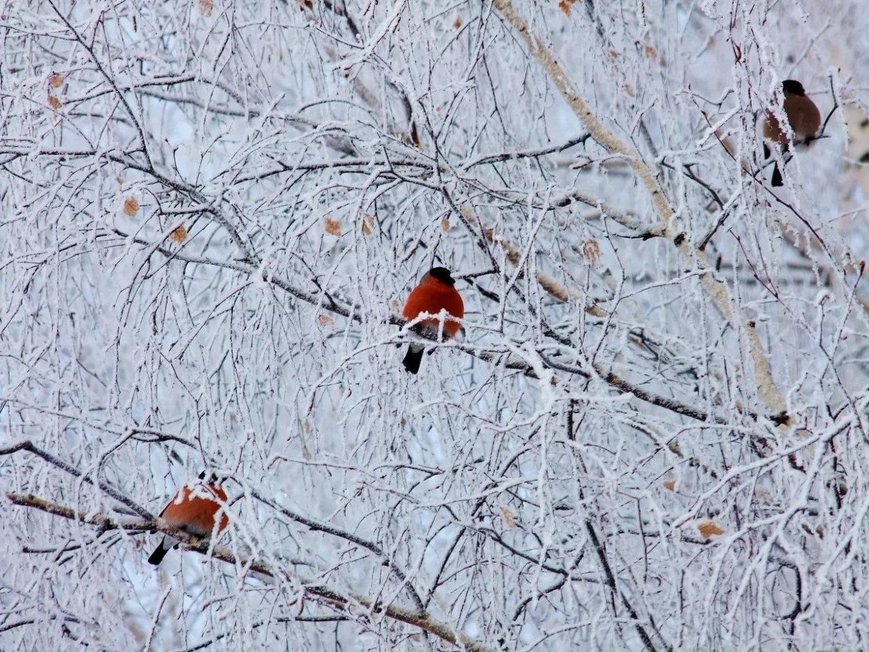 Снегири на Березе зимой