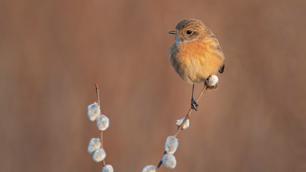 Птичка на вербе
