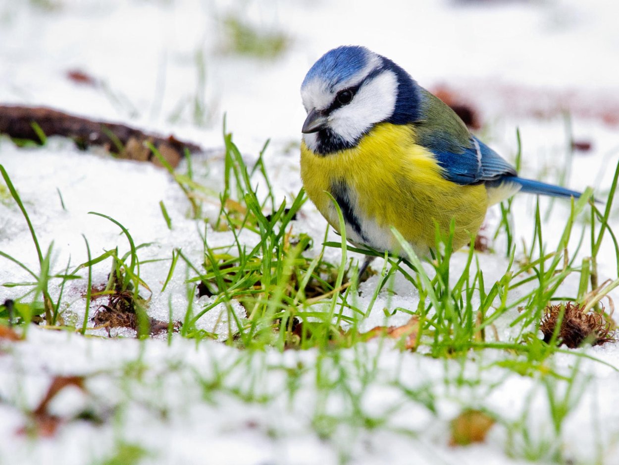 Синица Весна