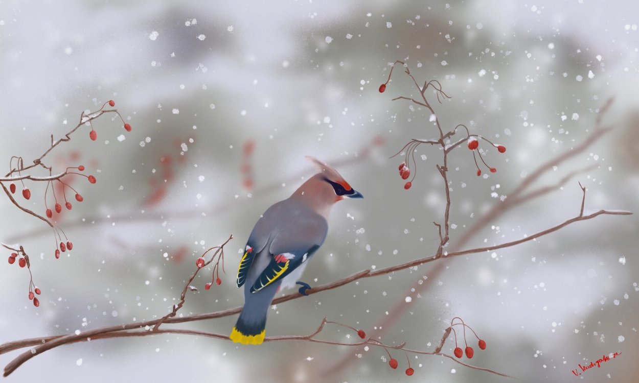 Обои на рабочий стол птицы зимой